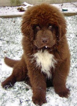 The mastiff will never rush to attack the first in the absence of a threat, but be sure: not a s ...