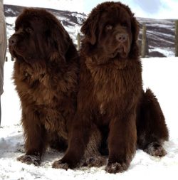 Representatives of this breed have a well-developed intuition, so a dog can come to terms with t ...