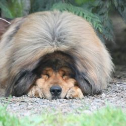 If you are a fairly sociable person and regularly invite guests for tea, the mastiff will not co ...