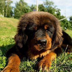 Representatives of this breed show dominance in relation to other domestic animals. 