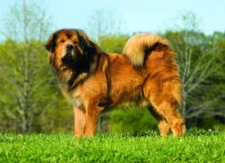 The exception is the pets with which the Tibetan grew up: in this case, the dog considers them t ...
