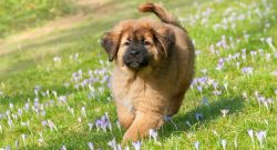 However, it is not recommended to have new animals if an adult mastiff already lives in your hou ...