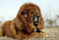 Watch out if your pet gets bored! Tibetan Mastiffs tend to gnaw on anything that is within their ...