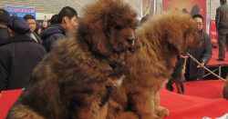 Tibetans will run for frisbee with puppy delight, and after the game they will lie down with ple ...