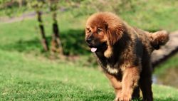 The winter walk is especially appreciated by the representatives of this breed: when will there  ...