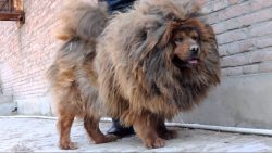 Due to its independent and somewhat stubborn nature, the Tibetan Mastiff is difficult to train ( ...