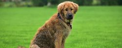 It can take about two years to fully train a Tibetan Mastiff. 