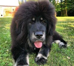 the mastiff loves to “chew” a person, thereby expressing his affection and desire to ...