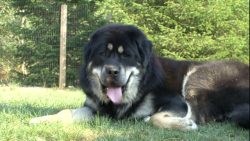 Already from the seventh week, the mastiff should be among people and other animals and thus get ...