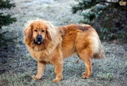 Huge size and long hair – that is why caring for a Tibetan Mastiff takes so much time and  ...