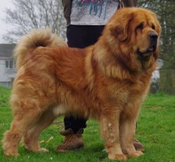 Particularly noteworthy is the dog’s thick coat, which has a dense undercoat. Despite the  ...