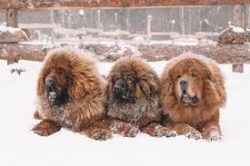 Before brushing it is recommended to sprinkle the coat with diluted conditioner or water: this w ...