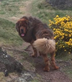 Please note that Tibetan mastiffs shed profusely in spring and autumn, so additional devices can ...