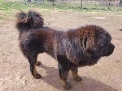 It is strictly forbidden to shorten the dog’s coat with a hair clipper! This is fraught wi ...