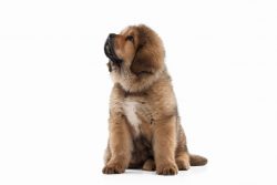 Use a nail clipper for large dog breeds to shorten the nails and a nail file to smooth sharp edges. 