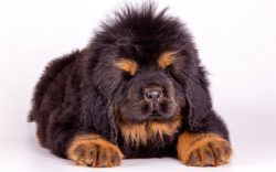 Brush your animal’s teeth twice a week. Use a brush or a special attachment on your finger ...