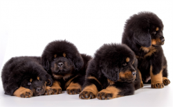 In addition to a plaque, tartar can form in the pet’s mouth, so you need to take care of t ...