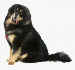 During the winter season, do not take the animal for a walk until its ears are completely dry. T ...