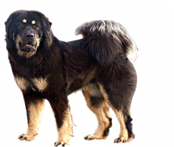 The health of the Tibetan Mastiff is largely determined by a balanced diet. 