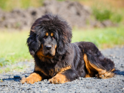 In the first months of a dog’s life, it is necessary to take care of a sufficient amount o ...