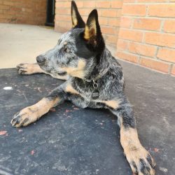 The colors of the Australian Cattle Dog are varied and very original. The main shade is blue, ho ...