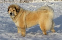 Otherwise, the best way to feed a Tibetan is premium dry food or natural food. 