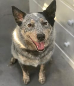Since the Australian Cattle Dog was bred to help cattle breeders, first of all, it is worth noti ...