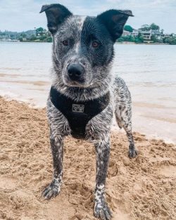 The Australian Cattle Dog is very good at learning commands and willingly following them, althou ...