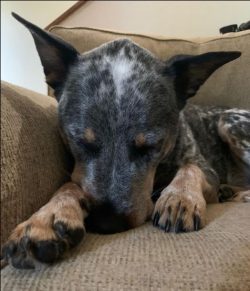 It is worth remembering that Australian Cattle Dog – the descendants of free wild dogs wil ...