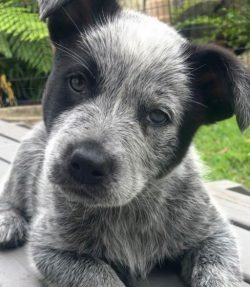 Having inherited a free disposition from Dingo dogs, Australian Cattle Dog takes the choice of a ...