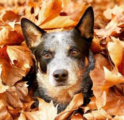 Since Australian Cattle Dogs were deliberately instilled in such qualities as resilience and unp ...