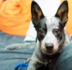 Australian Cattle Dog is suitable both for a private yard and for an apartment, as they tolerate ...
