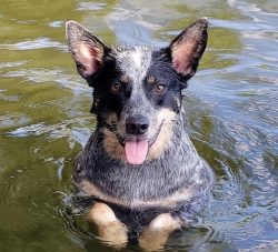 The Australian Cattle Dog apartment will not take up much space, however, if you do not want hor ...
