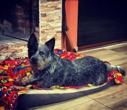 The Australian Cattle Dog does not need frequent bathing, but you still have to comb them out fr ...