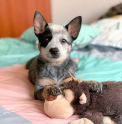 The Australian Cattle Dog has a lively mind and is very trainable. And it should start from the  ...