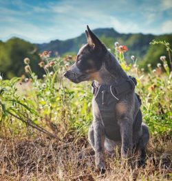 Australian Cattle Dogs are among the healthiest dog breeds. They are completely undemanding to t ...
