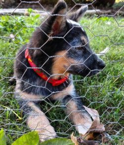 Despite the good health of the Australian Cattle Dog, one should not neglect the mandatory vacci ...