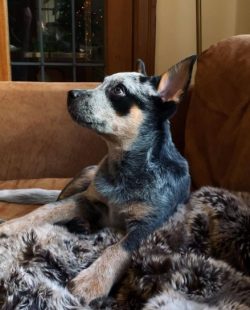 The Australian Cattle Dog is an artificial breed in Australia, originally for driving livestock  ...