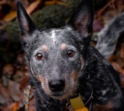 Until recently, representatives of the Australian Cattle Dog could be met infrequently in Europe ...