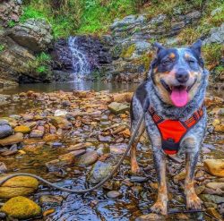 Australian Cattle Dog is a bold and determined creature, always active and ready to work, extrem ...