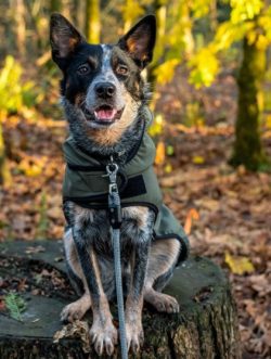 For people unfamiliar with the breed, the character of the Australian Cattle Dog seems unbalance ...