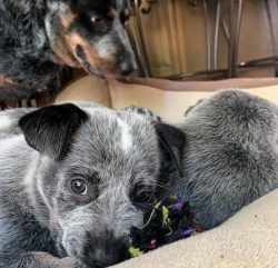 For the Australian Cattle Dog, a strict hierarchy in the family and a sense of the pack are impo ...