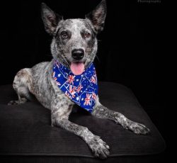 Australian Cattle Dogs are not in the habit of barking over trifles, their barking resembles the ...