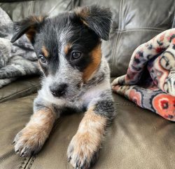 After recognizing the leadership of a person, Australian Cattle Dogs become obedient, modest, al ...
