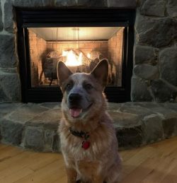 Today Australian Cattle Dogs are mainly used as guard dogs, in addition, they are loyal and reli ...