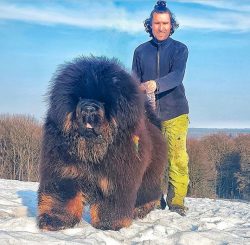 The Tibetan Mastiff is considered one of the first dog breeds. It was used to guard the flocks a ...