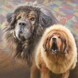 Tibetan Mastiffs are very intelligent, independent and stubborn, they are sensitive to human mood. 