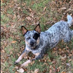 Australian Cattle Dog is known as excellent athletes and successful competitors in competitions  ...
