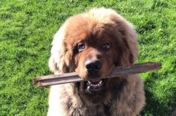 This breed is not recommended for inexperienced owners. The Tibetan Mastiff needs a confident tr ...