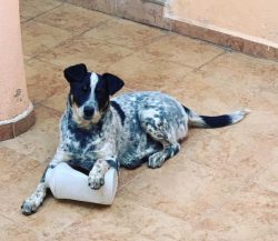 Australian Cattle Dog – one of the canine long-livers: there is a known case when this Aus ...